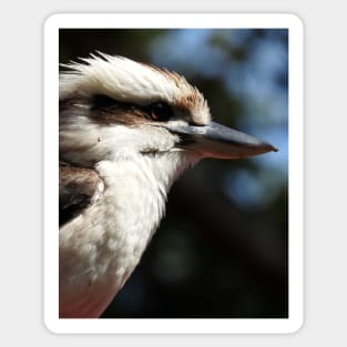 Kookaburra Sticker